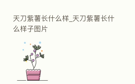 天刀紫薯長什么樣_天刀紫薯長什么樣子圖片