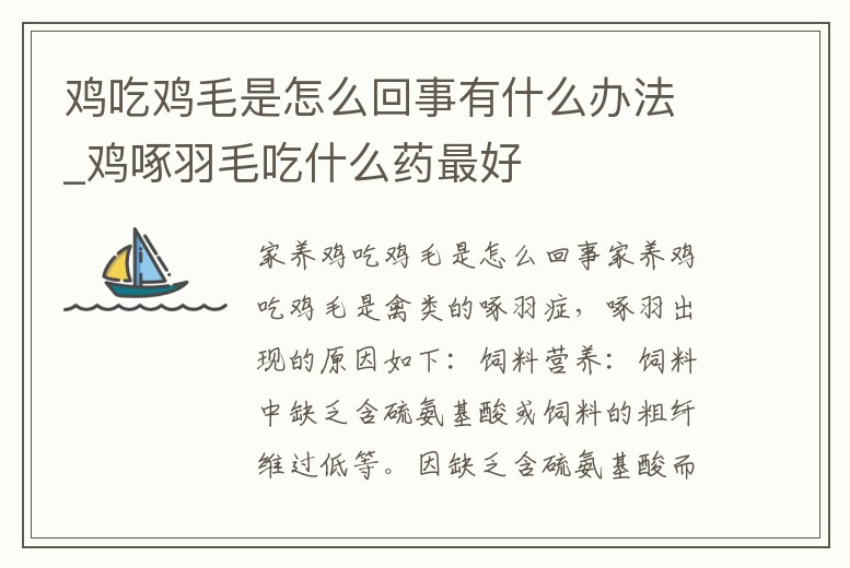 雞吃雞毛是怎么回事有什么辦法_雞啄羽毛吃什么藥最好