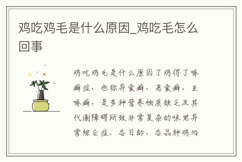 雞吃雞毛是什么原因_雞吃毛怎么回事