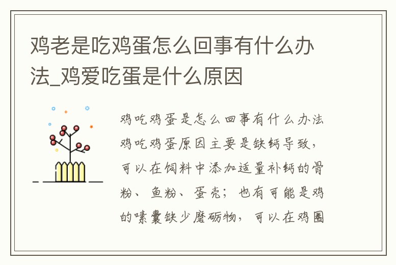 雞老是吃雞蛋怎么回事有什么辦法_雞愛吃蛋是什么原因