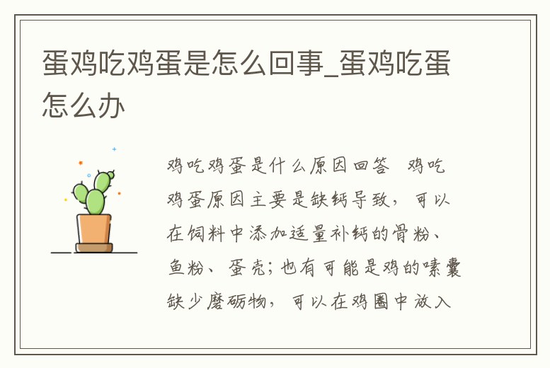 蛋雞吃雞蛋是怎么回事_蛋雞吃蛋怎么辦